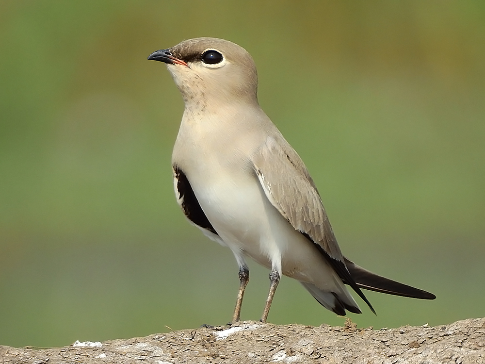 Small Pratincole