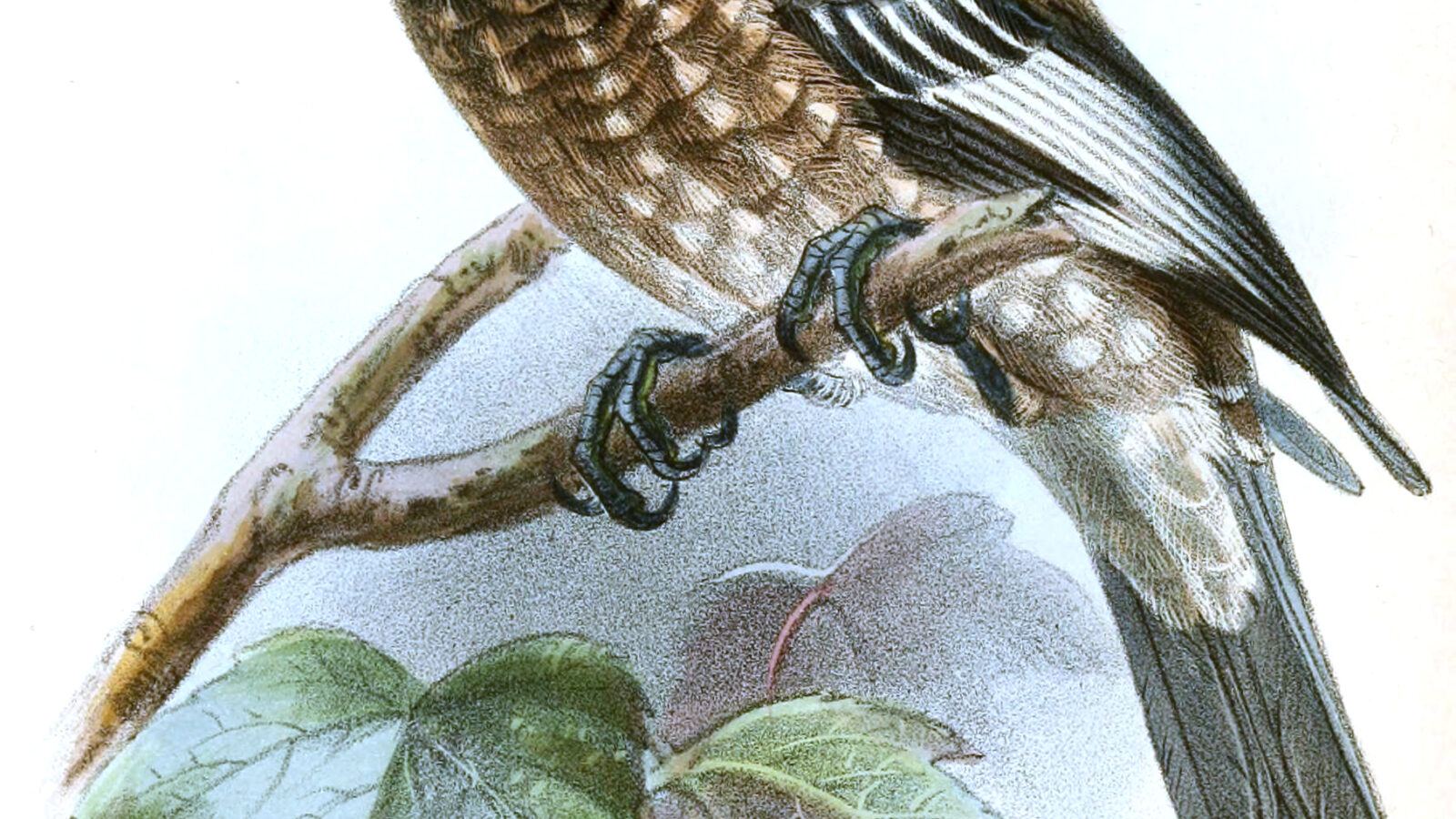 Whyte’s Barbet