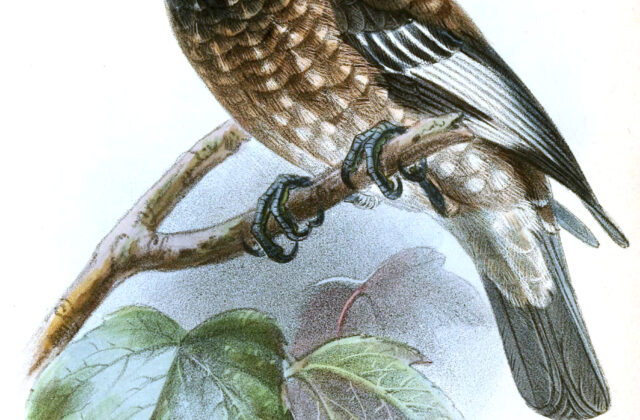 Whyte’s Barbet