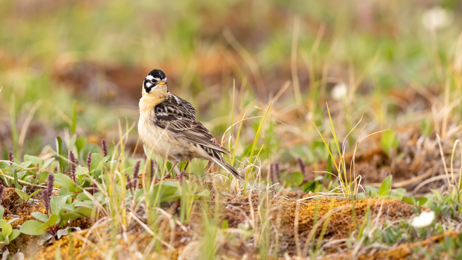 Smith’s Longspur
