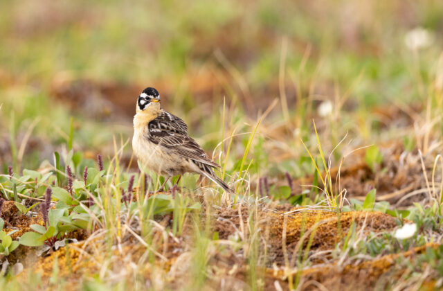 Smith’s Longspur