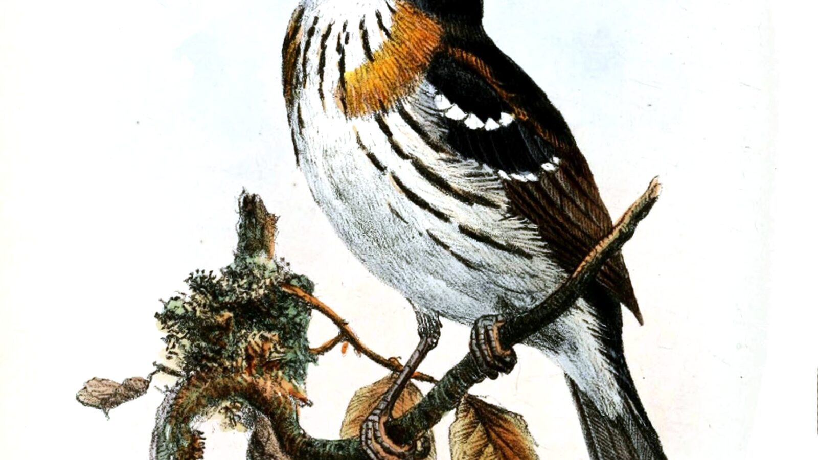 Rufous-sided Broadbill