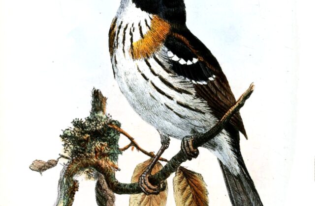 Rufous-sided Broadbill