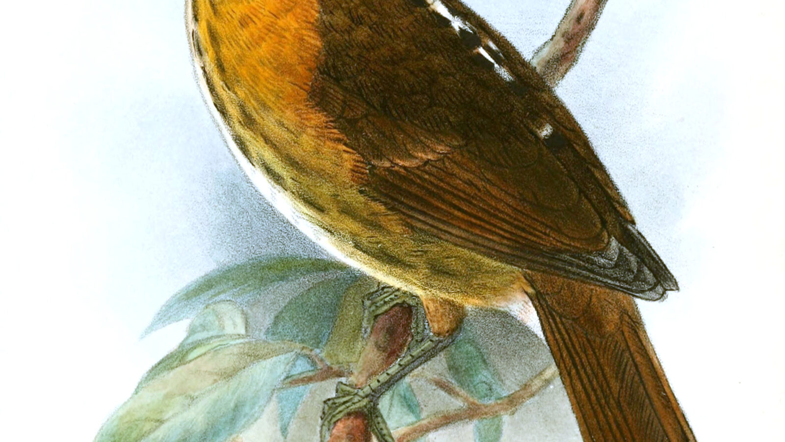 Grey-headed Broadbill