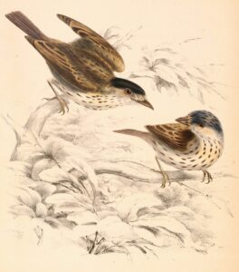 African Broadbill