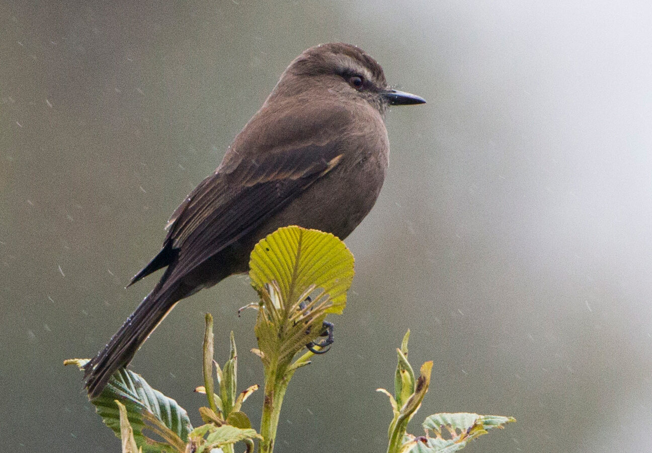 Smoky Bush Tyrant