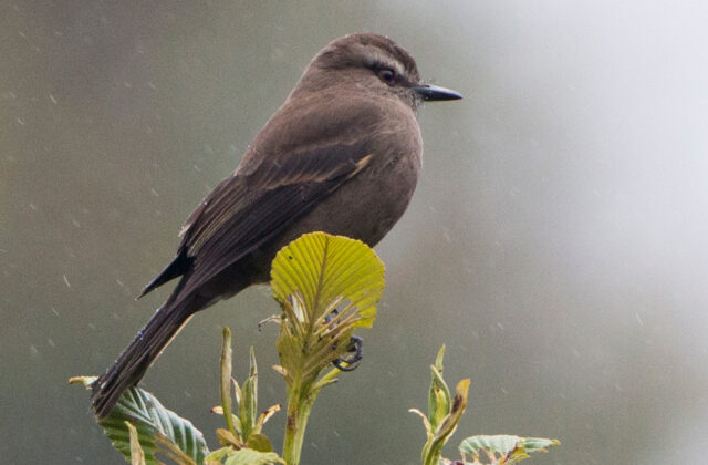 Smoky Bush Tyrant