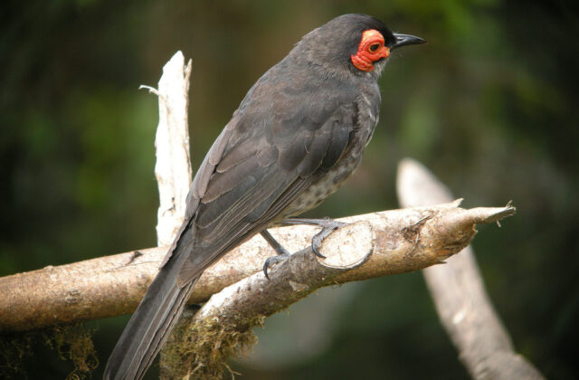Common Smoky Honeyeater