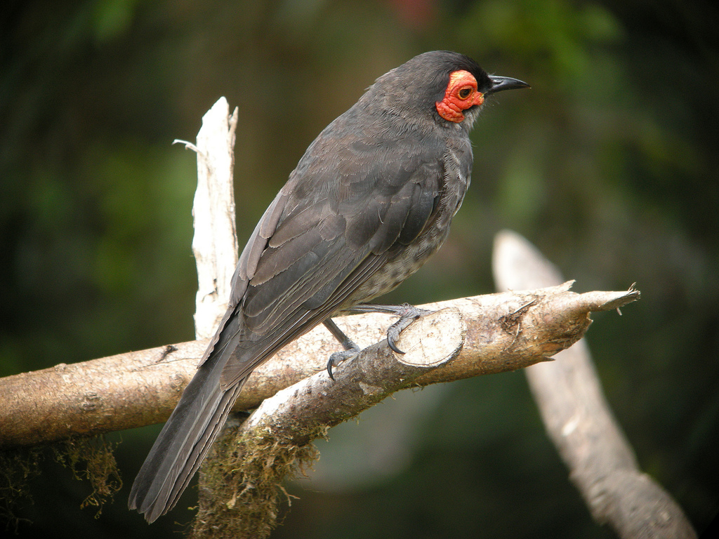 Common Smoky Honeyeater