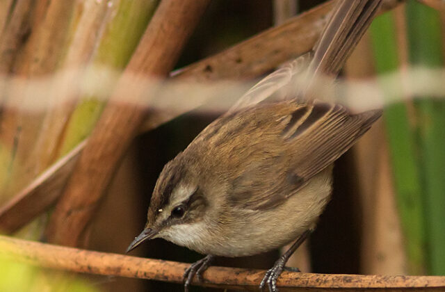 Smoky Warbler