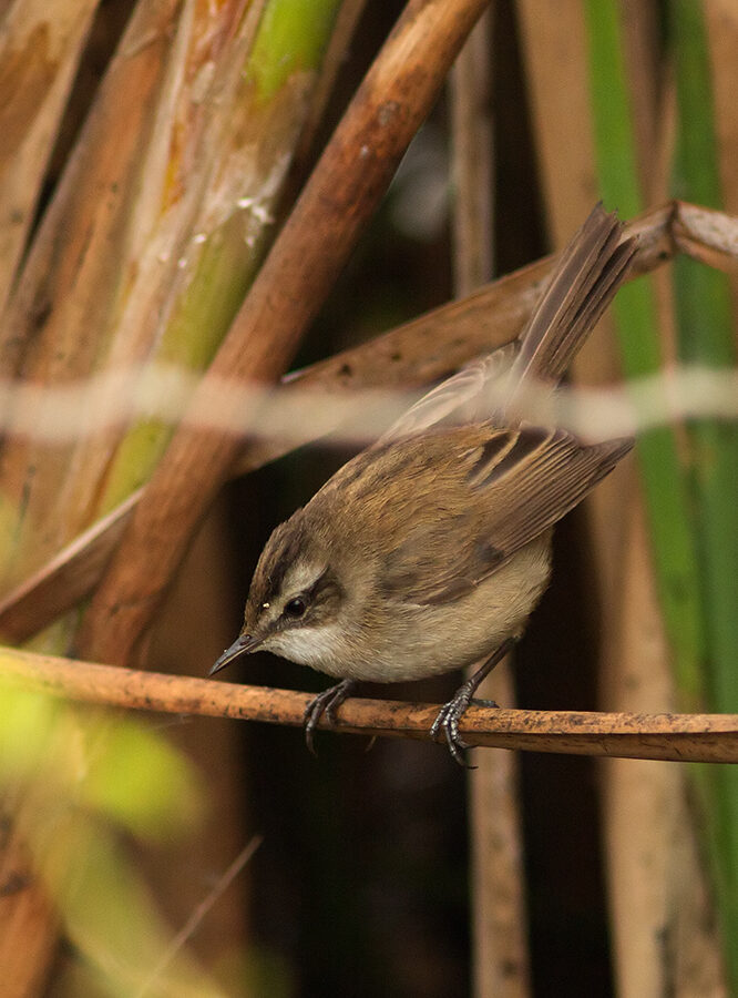Smoky Warbler