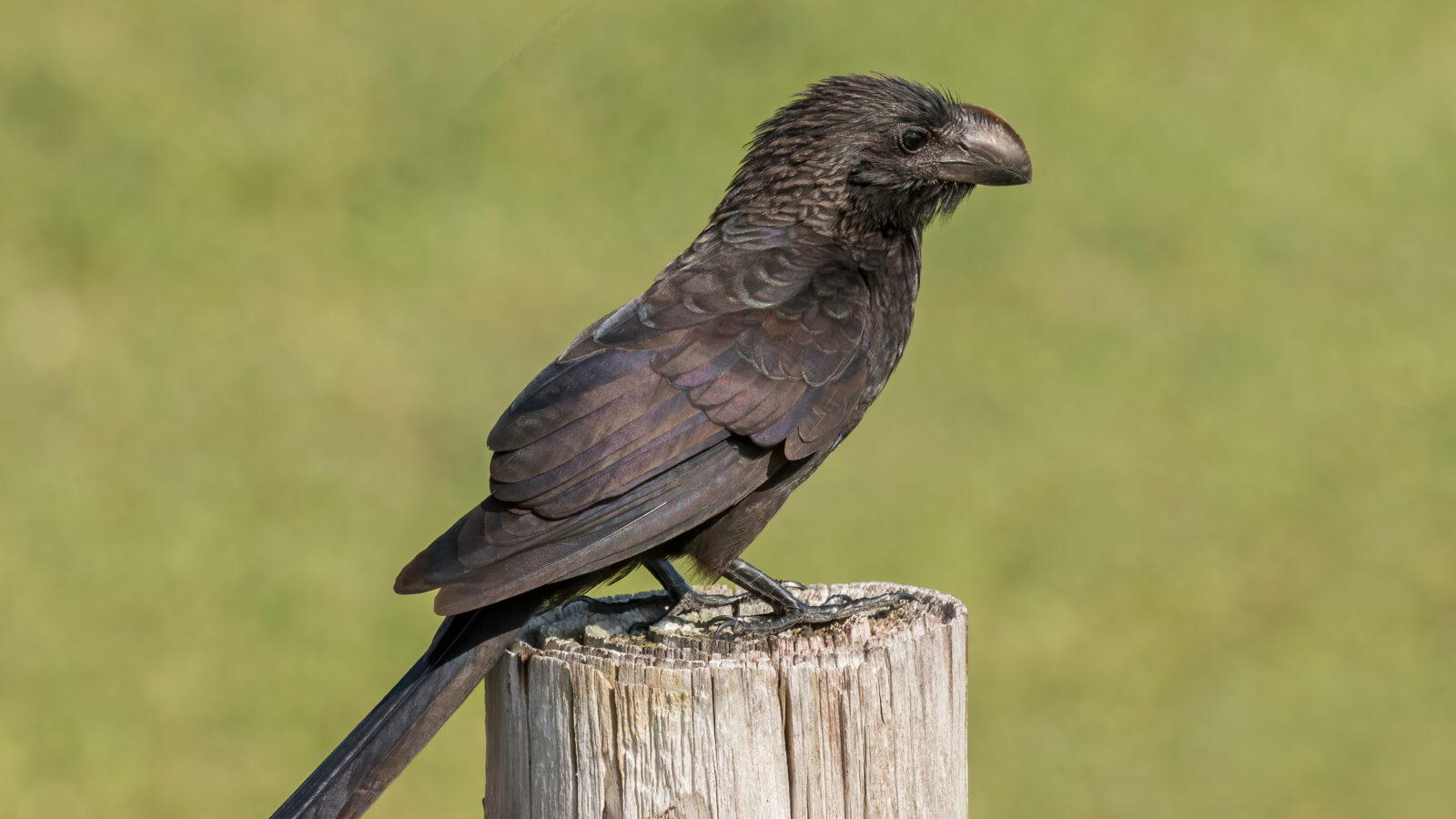 Smooth-billed Ani