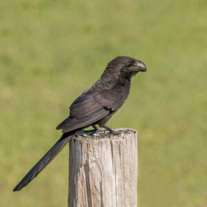 Smooth-billed Ani