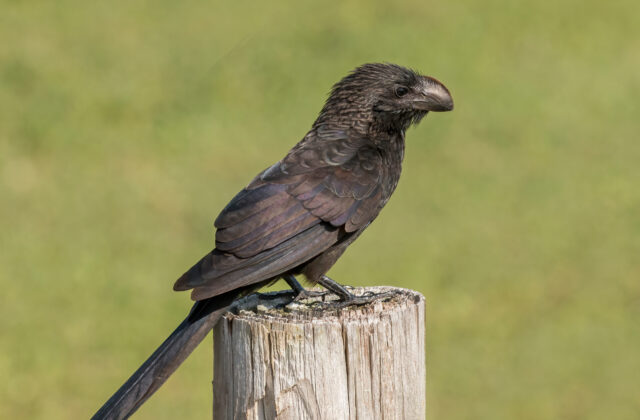 Smooth-billed Ani