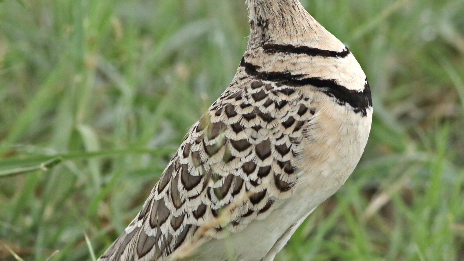Double-banded Courser
