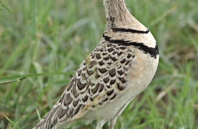 Double-banded Courser