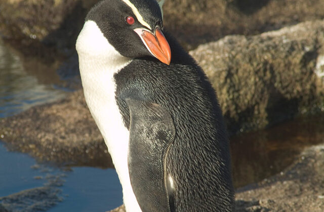 Snares Penguin