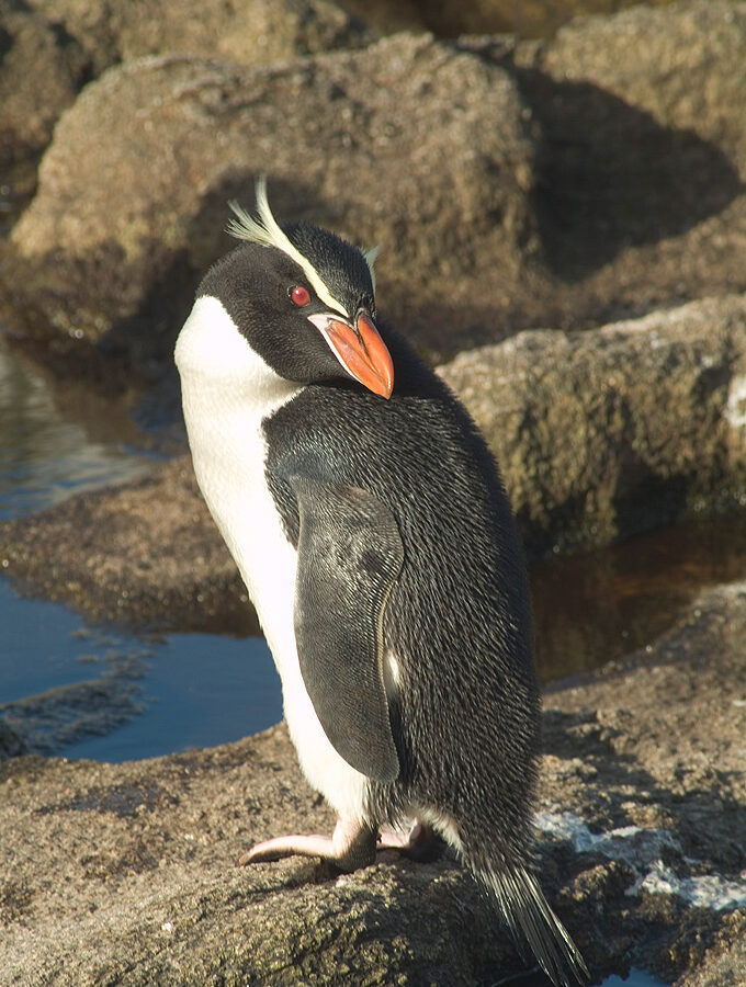 Snares Penguin