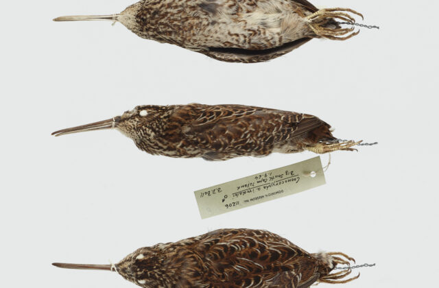 South Island Snipe