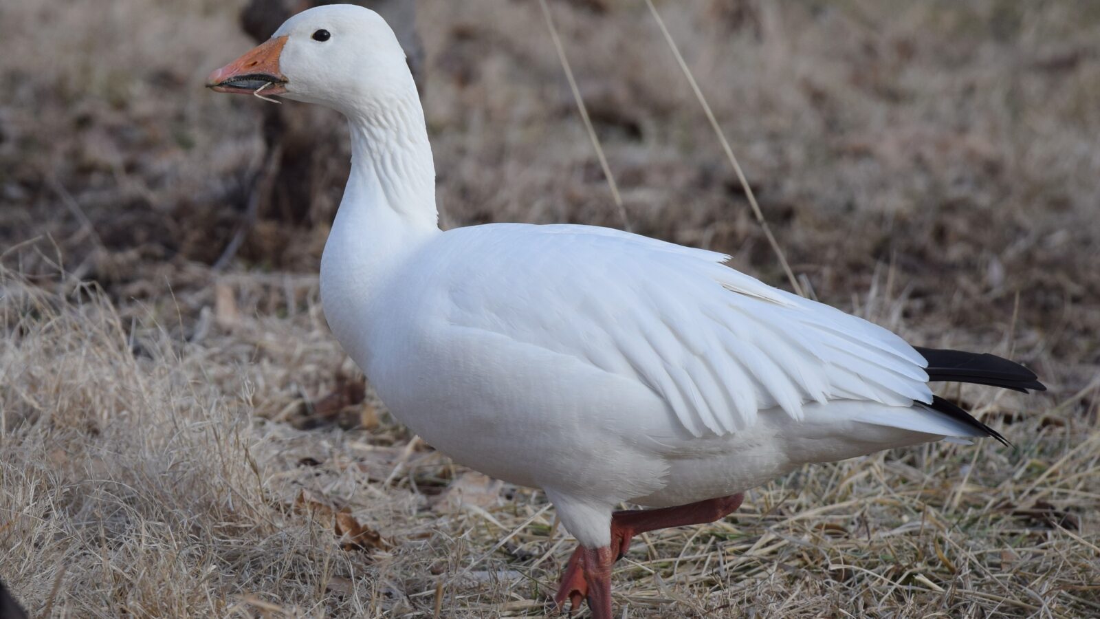 Snow Goose