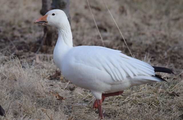 Snow Goose