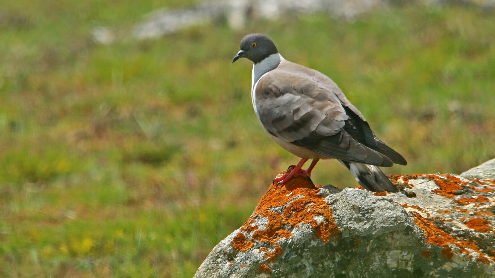 Snow Pigeon