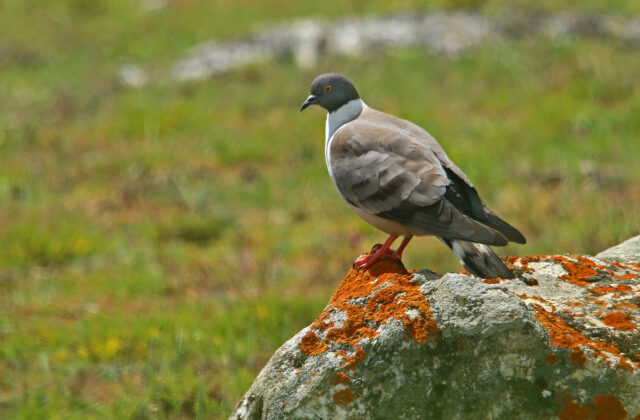 Snow Pigeon