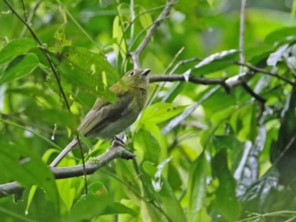 Grey-tailed Piha