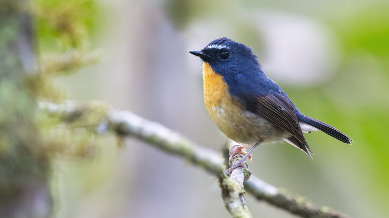 Snowy-browed Flycatcher