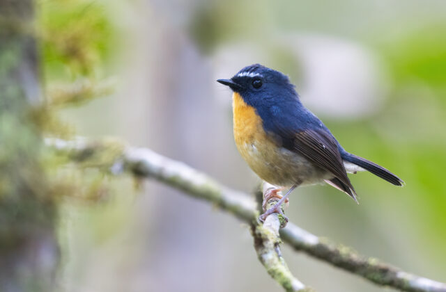 Snowy-browed Flycatcher