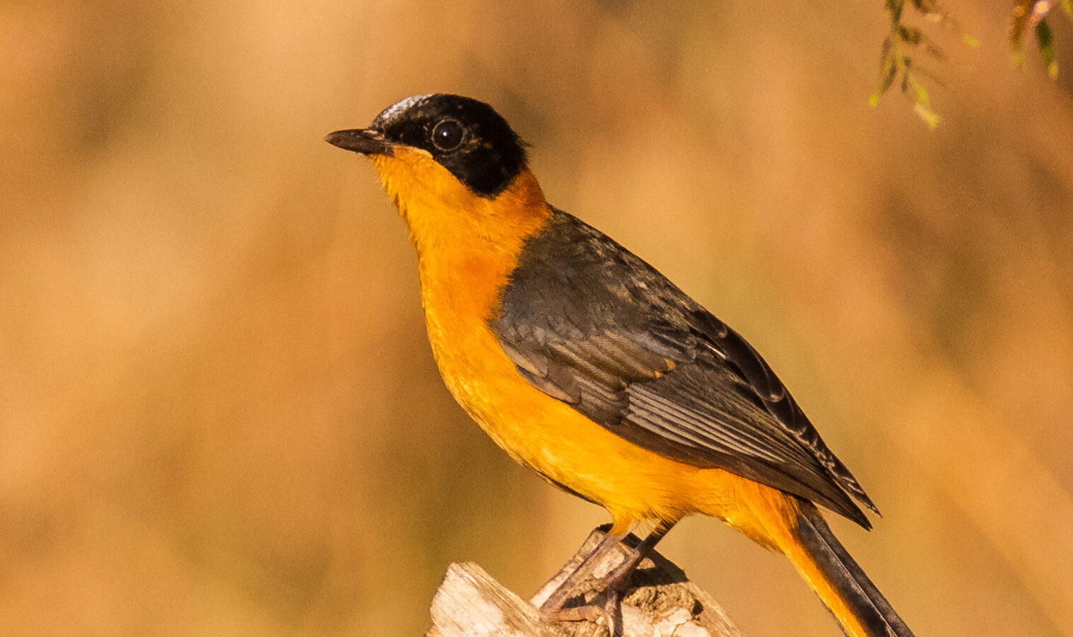 Snowy-crowned Robin-Chat