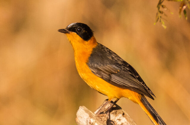 Snowy-crowned Robin-Chat