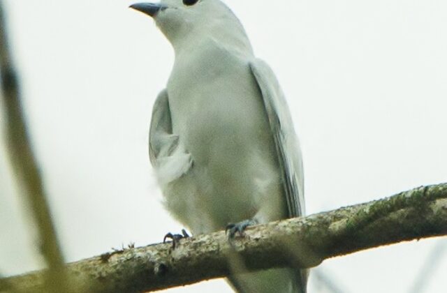 Snowy Cotinga