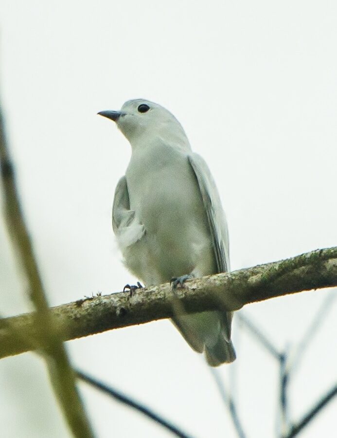 Snowy Cotinga