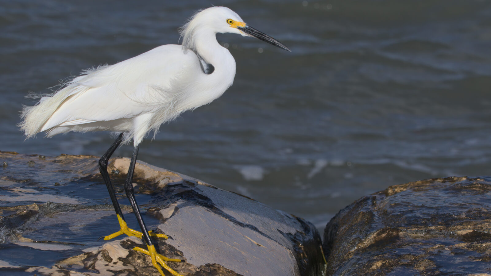 Snowy Egret