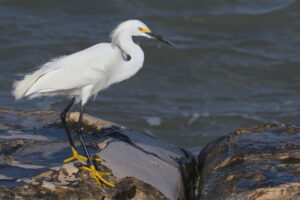 Snowy Egret