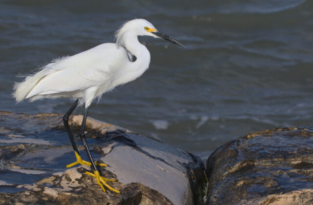 Snowy Egret