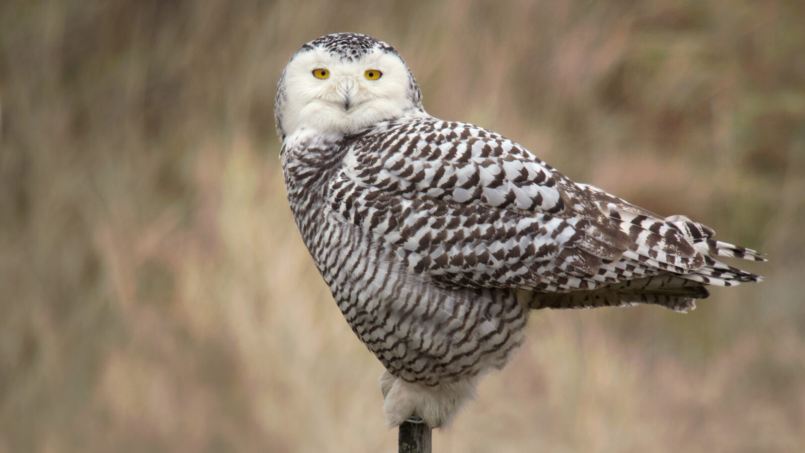 Snowy Owl