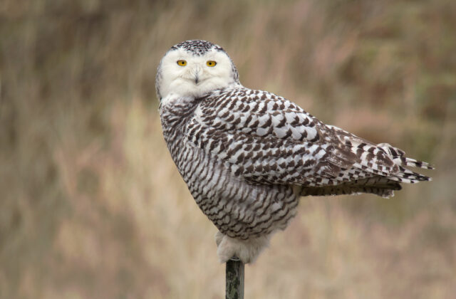 Snowy Owl