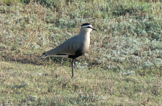 Sociable Lapwing