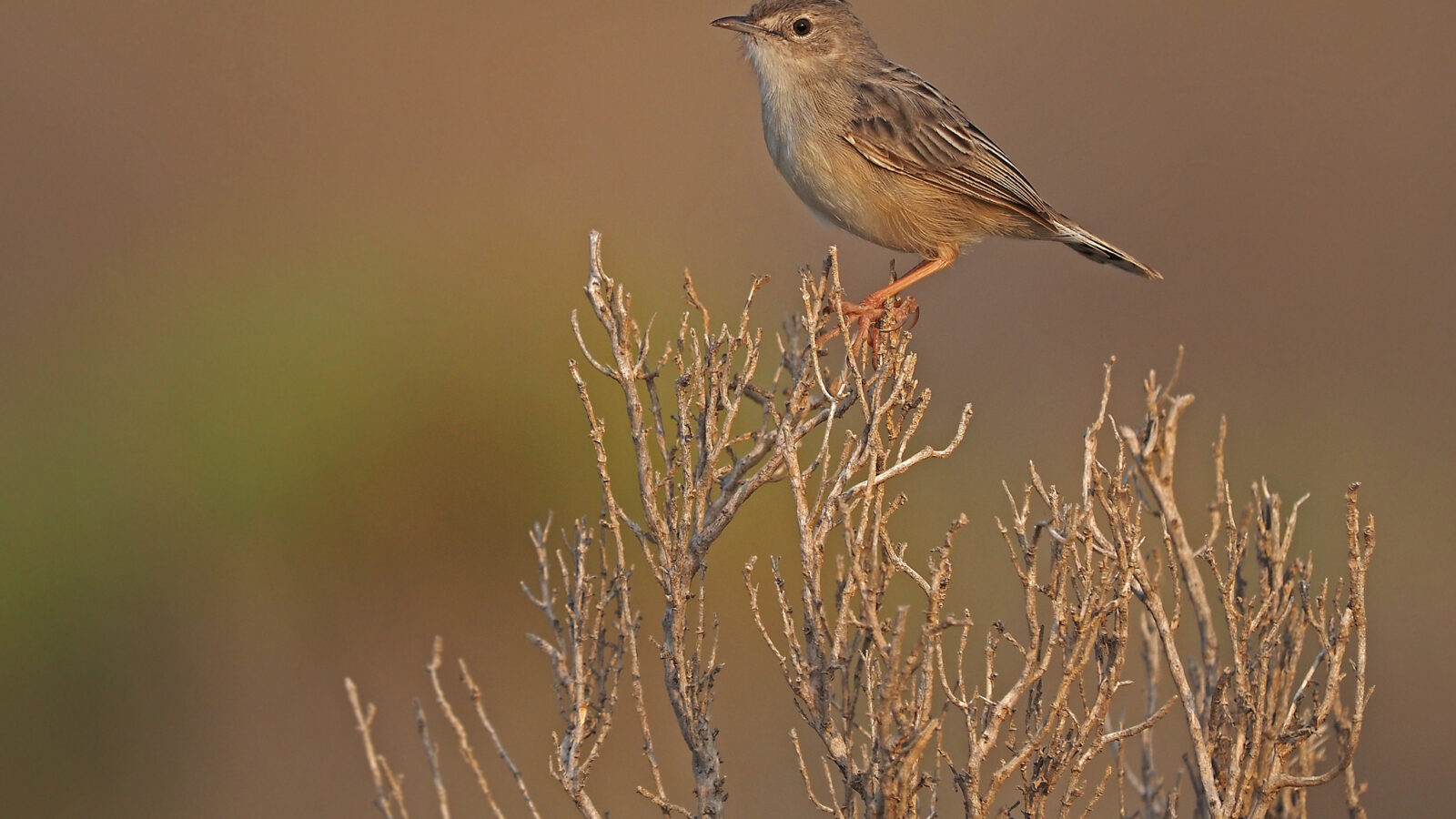 Socotra Cisticola