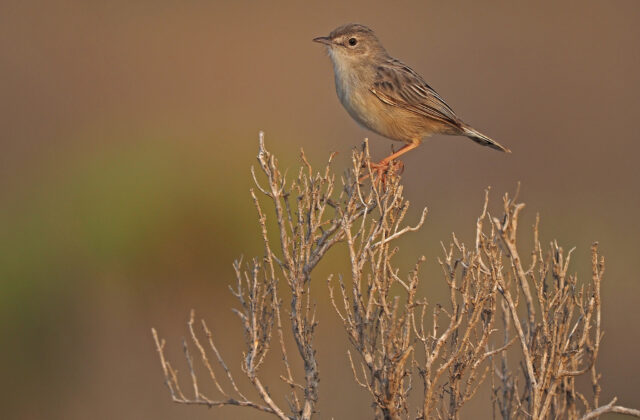 Socotra Cisticola