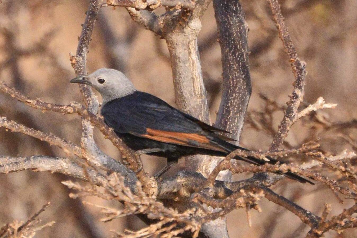 Socotra Starling