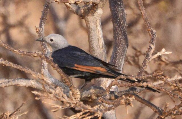 Socotra Starling