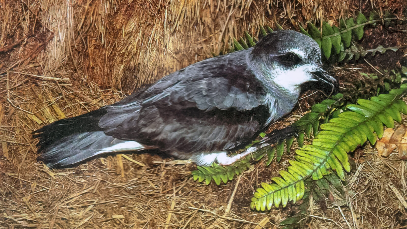 Soft-plumaged Petrel