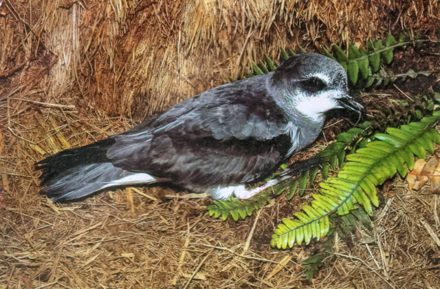 Soft-plumaged Petrel