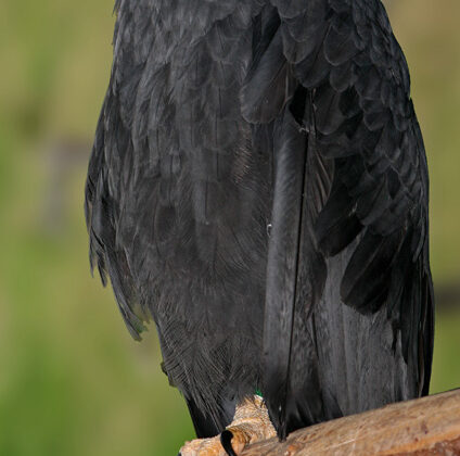 Solitary Eagle
