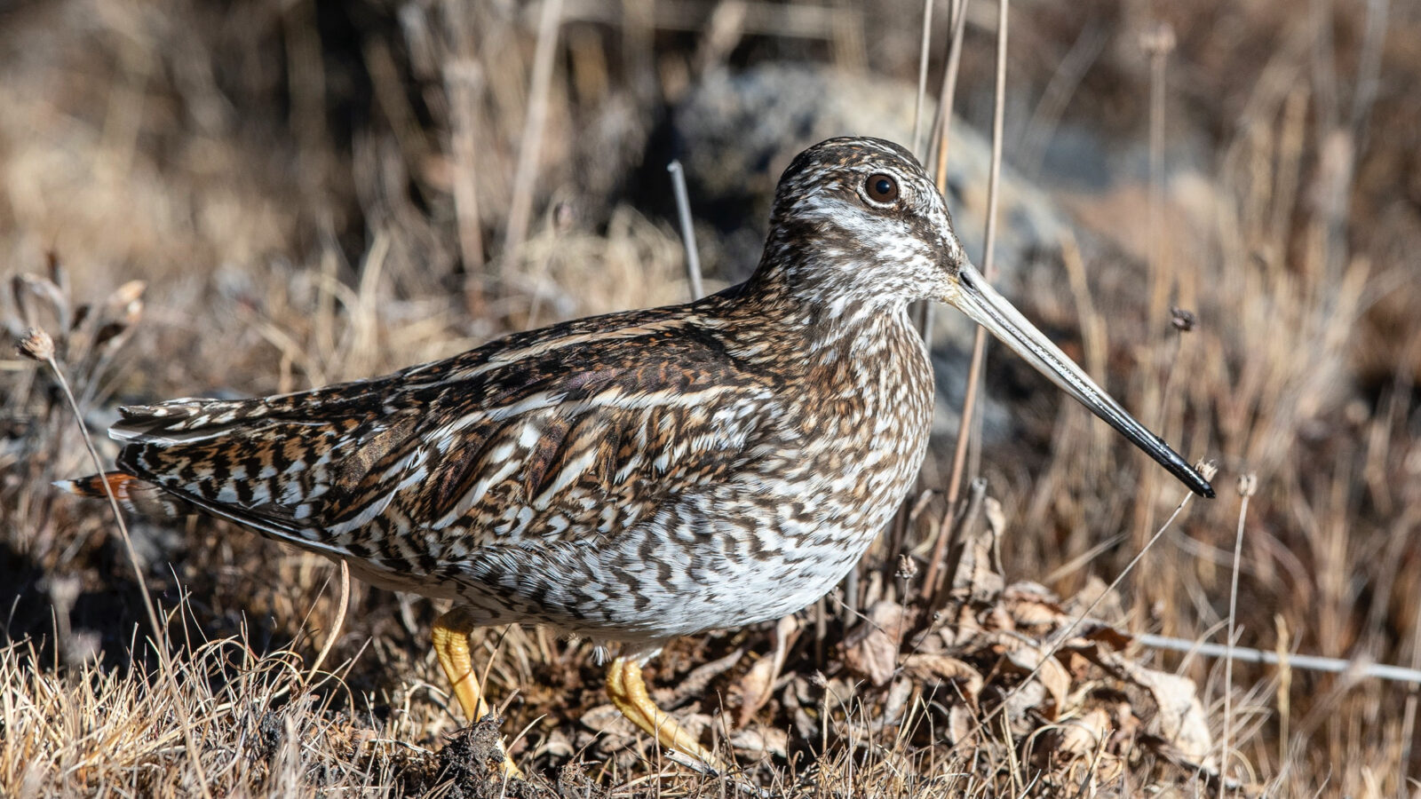 Solitary Snipe