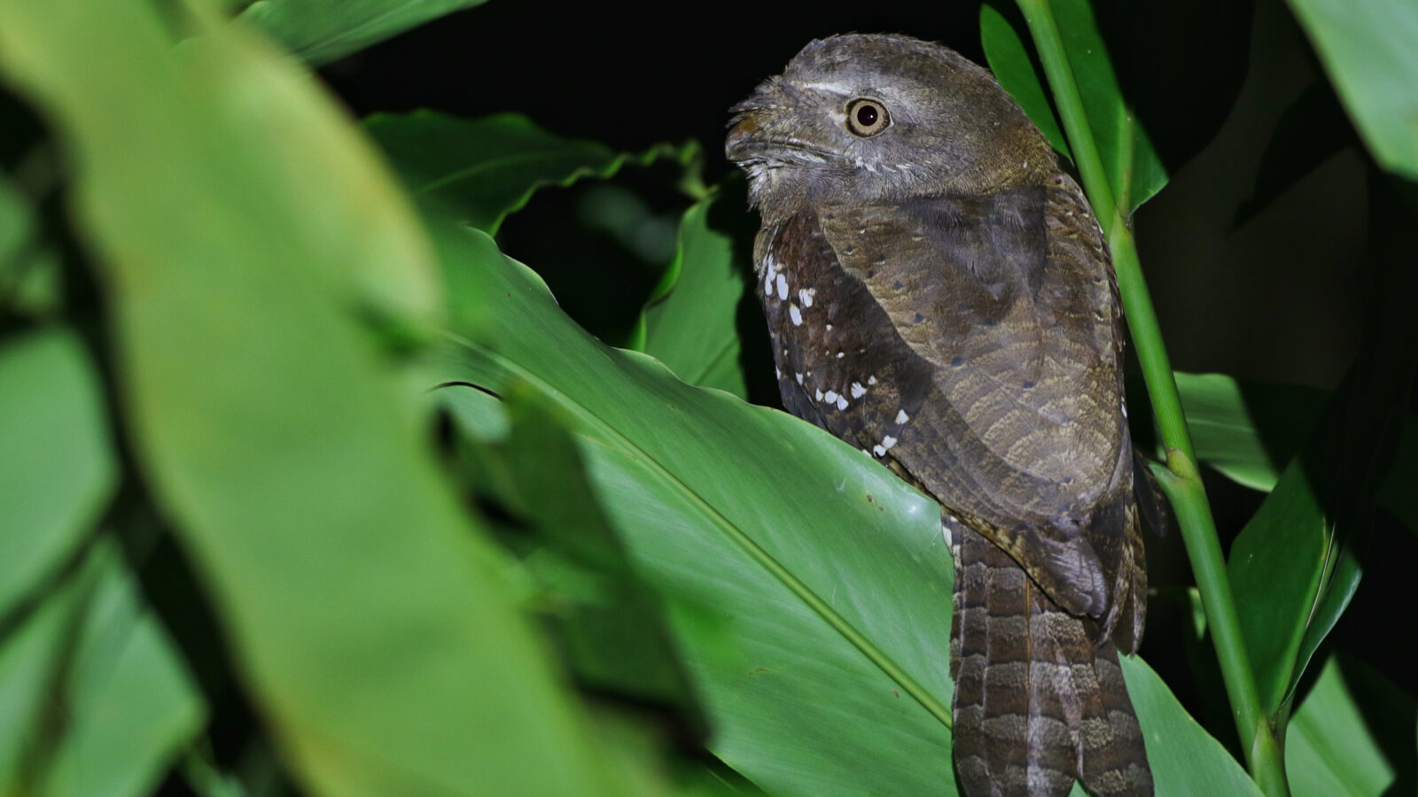 Solomons Frogmouth