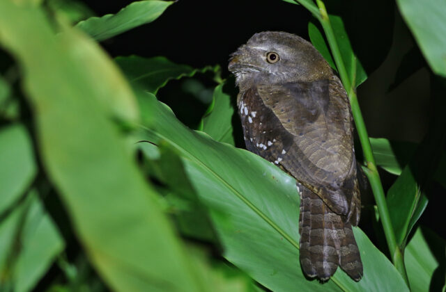 Solomons Frogmouth